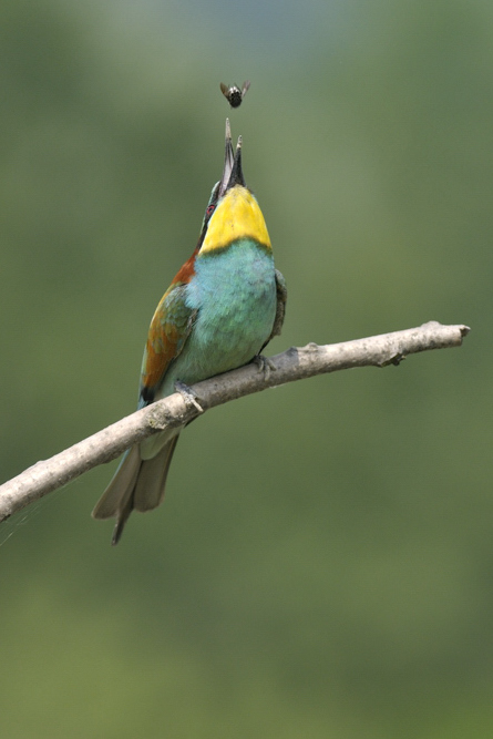 Merops apiaster : gruccioni